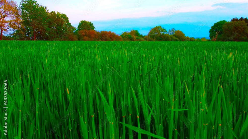Fototapeta premium Das Gras