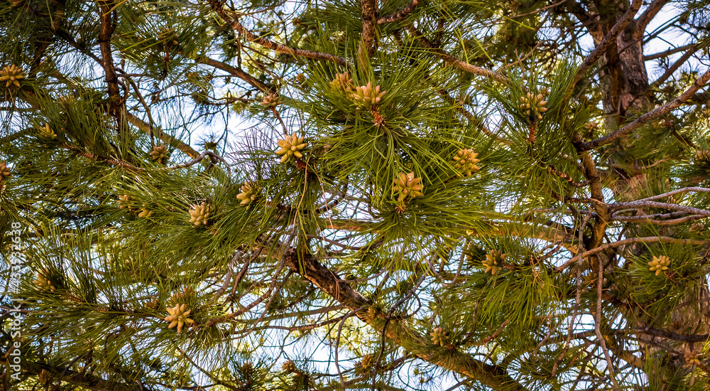 A Multitude of Pine Cones A Multitude of Pine Cones