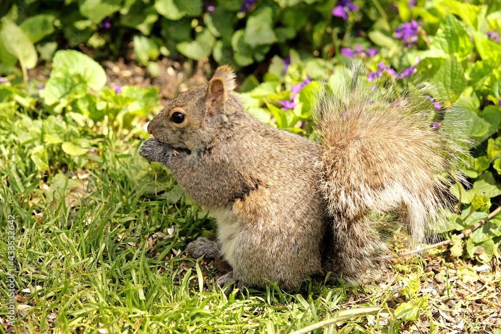 Obraz premium Squirrel in spring garden, Ontario