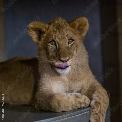 portrait of a lion cub © JasonBeam