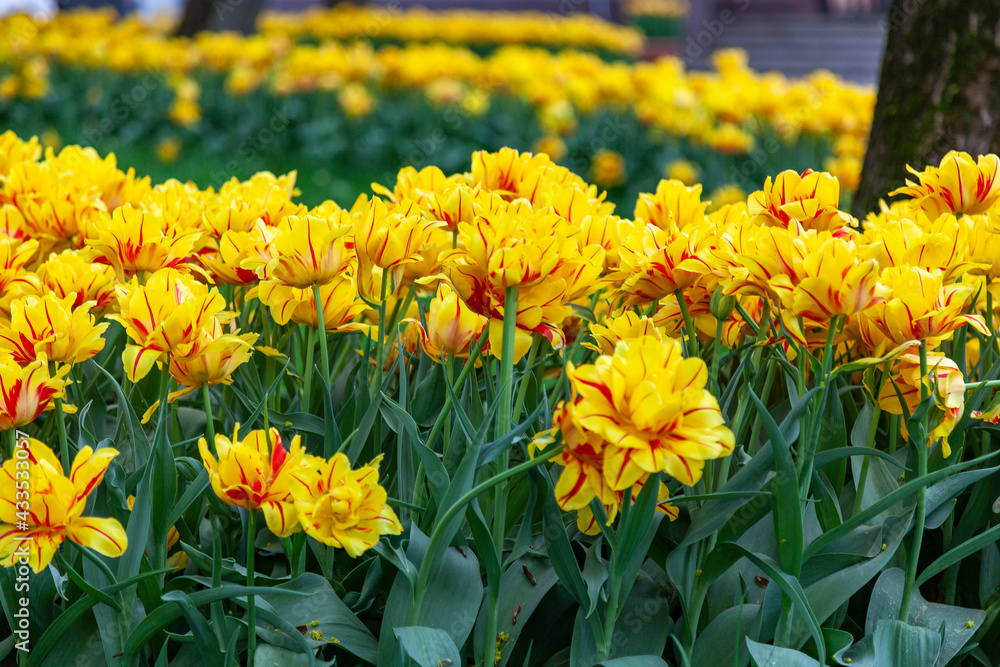 Lush yellow-red tulips grow in rows in the garden Lush yellow-red tulips grow in rows in the garden