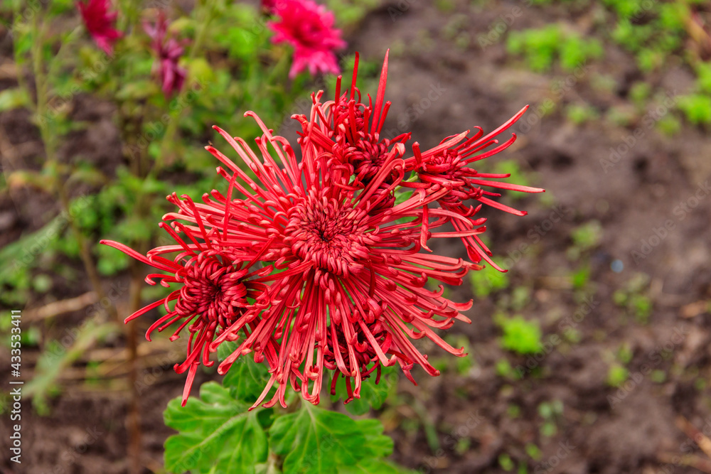 Beautiful chrysanthemum in a garden
