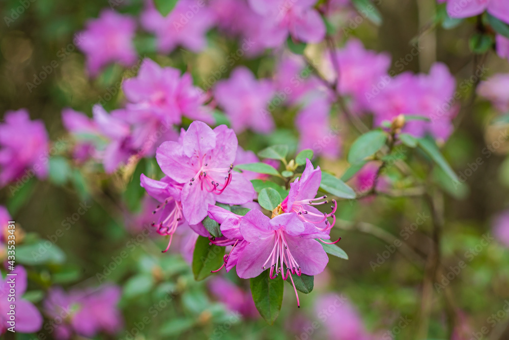 Beautiful Rhododendron Flower Bushes and Trees in a Garden Landscape