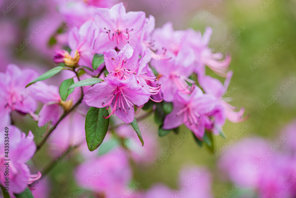 Beautiful Rhododendron Flower Bushes and Trees in a Garden Landscape Beautiful Rhododendron Flower Bushes and Trees in a Garden Landscape