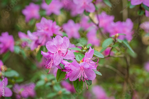 Beautiful Rhododendron Flower Bushes and Trees in a Garden Landscape