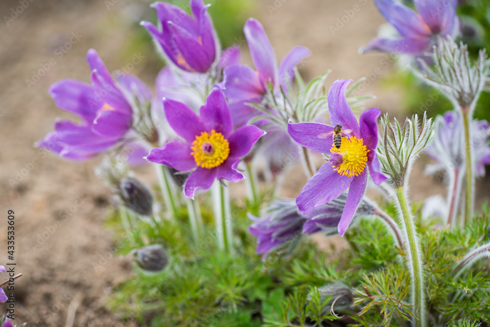 pasque-flower in the spring garden pasque-flower in the spring garden