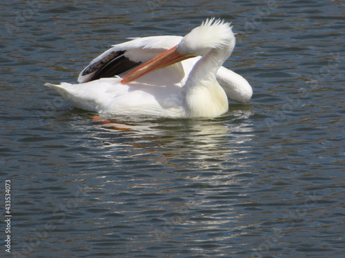 White Pelican on a Lake Swimming and Preening Feathers