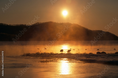Fototapeta Naklejka Na Ścianę i Meble -  湖に昇る朝日とタンチョウ（北海道・標茶町）
