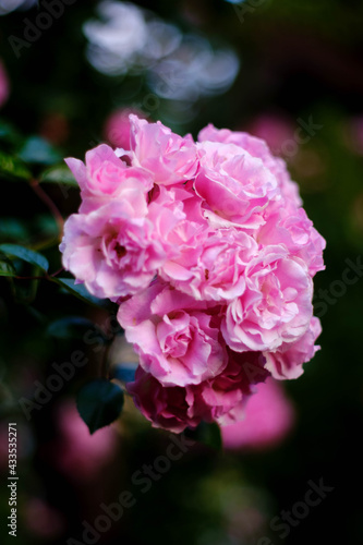 初夏の爽やかな季節に咲くばらの花。ピンクのばらの花言葉は「しとやか」「上品」「感銘」