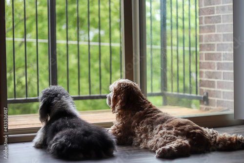 Cavalier King Charles Spaniel and Cocker Spaniel on floor looking out window towards woods