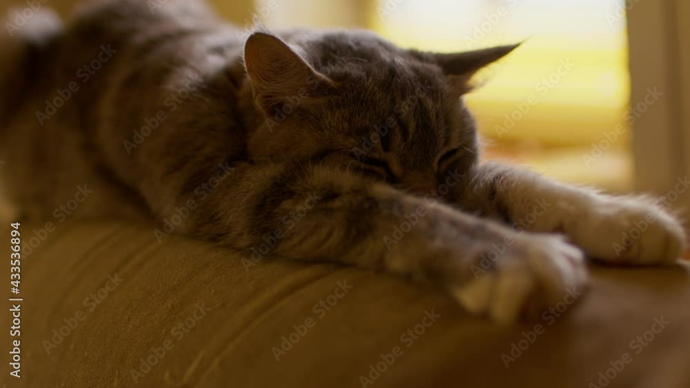 Close up of domestic cat sleeping on the back of the sofa in room. Cute pussycat resting. Close up of domestic cat sleeping on the back of the sofa in room. Cute pussycat resting.