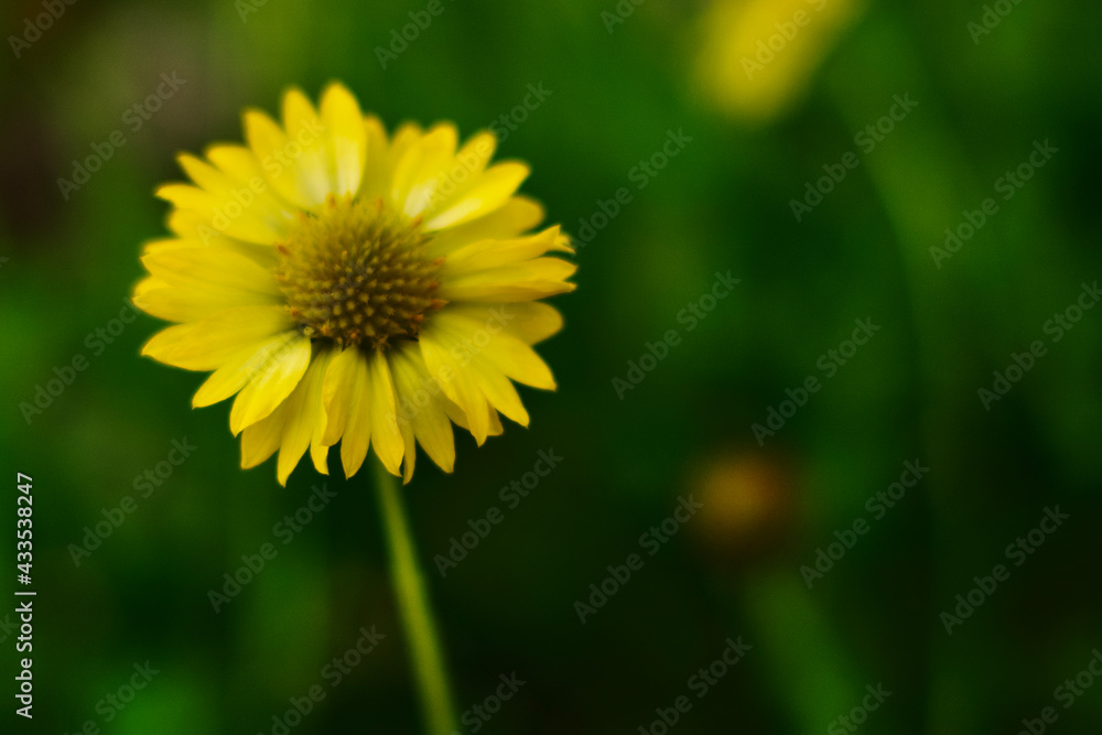 florida wildflowers florida wildflowers
