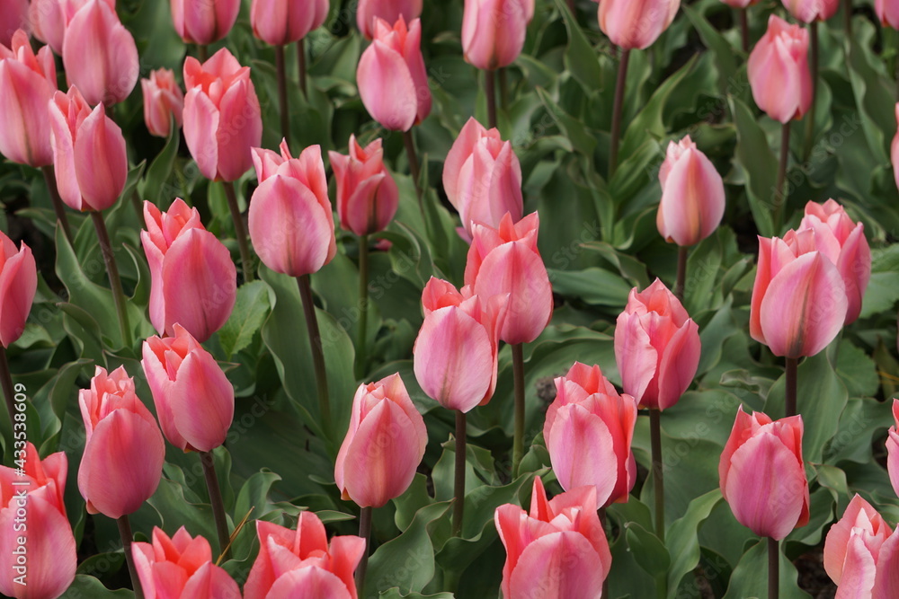 Obraz premium Tulipe