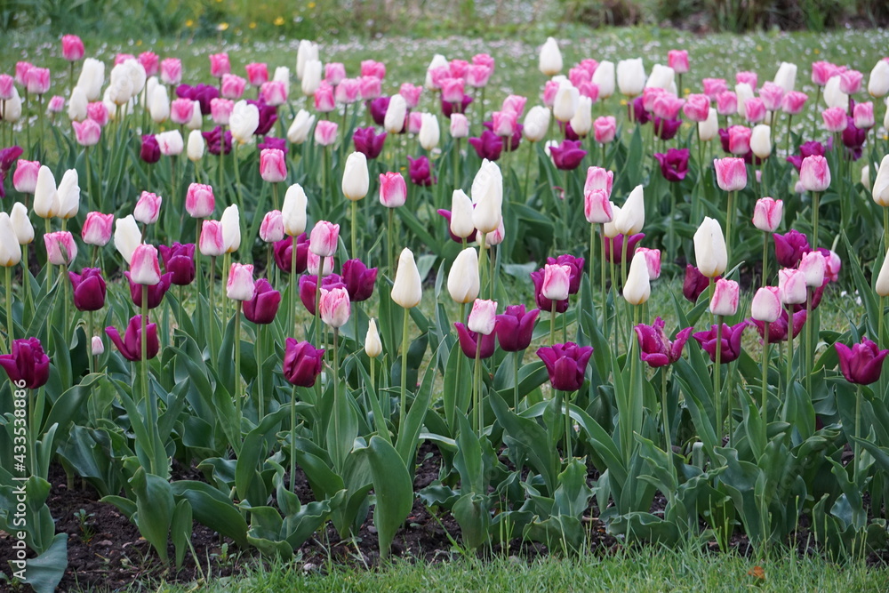 Fototapeta premium Tulipe