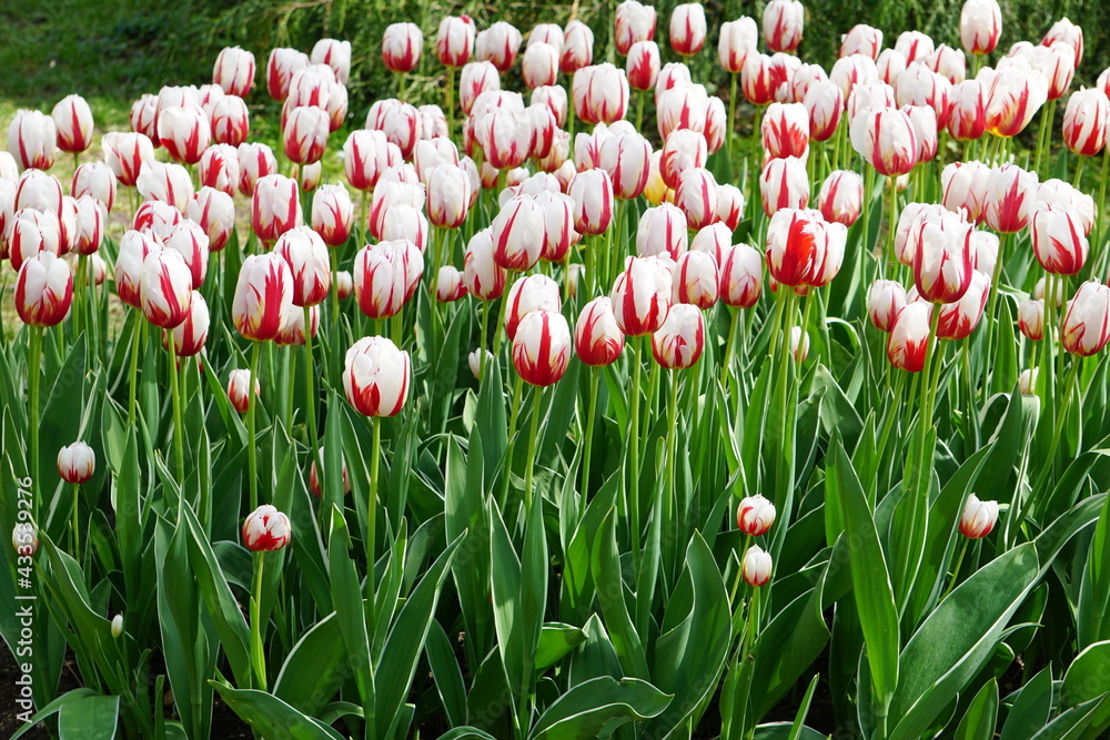 Fototapeta premium tulipe