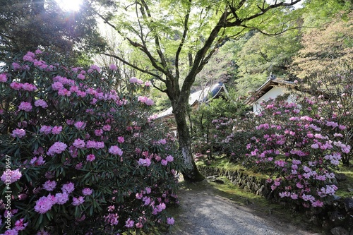 室生寺とシャクナゲ