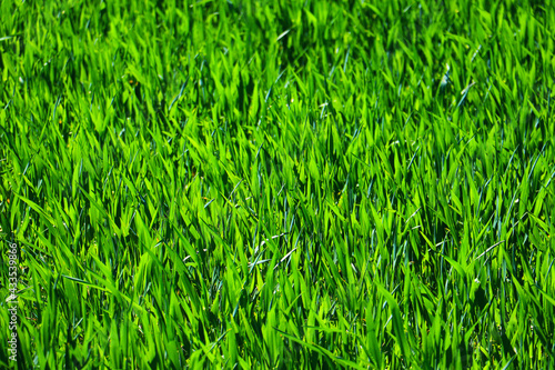 green grass plant nature landscape