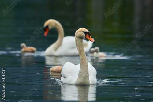 Beautiful swan family with small Chicks on a lake