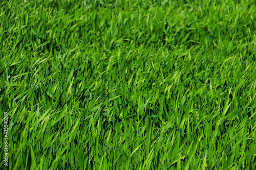 green grass plant nature landscape