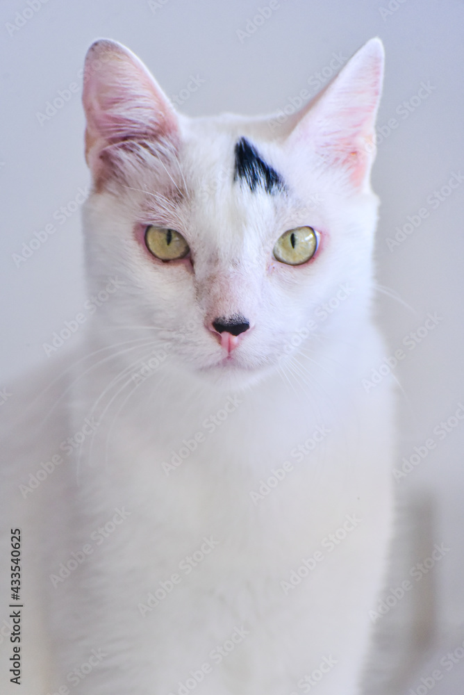 portrait of a white cat with black spots, international cat day,  world animal day, animal adoption day, san francisco de assis day, adopt pet, world cat day