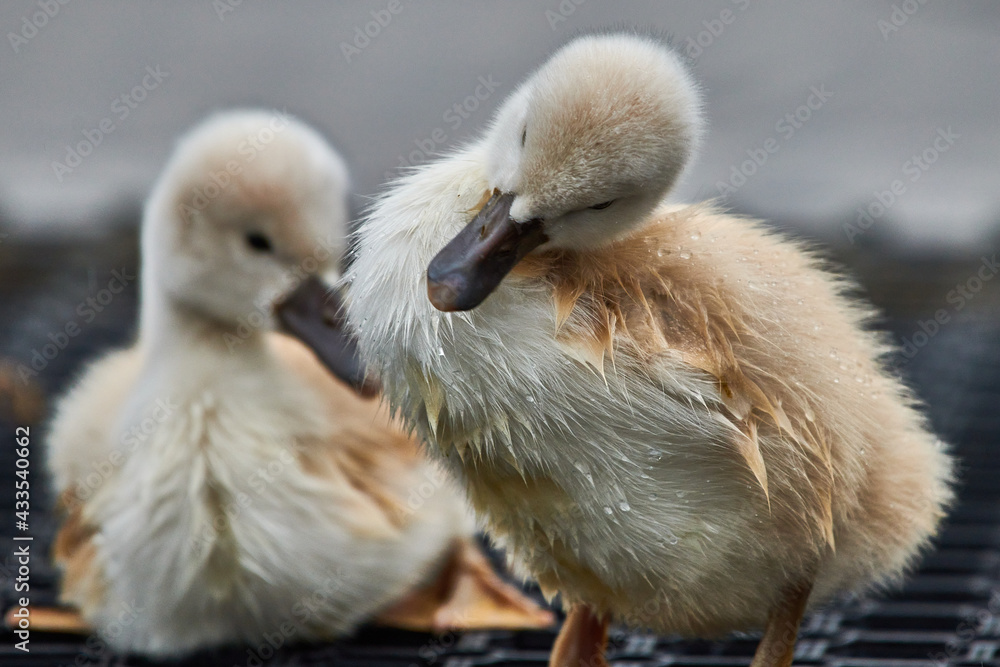 Cute cygnets of a mute swan, Cygnus olor Cute cygnets of a mute swan, Cygnus olor