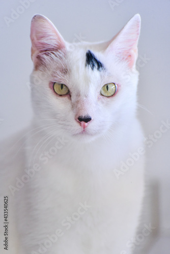 portrait of a white cat with black spots, international cat day, world animal day, animal adoption day, san francisco de assis day, adopt pet, world cat day