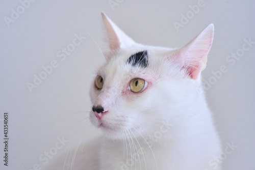 portrait of a white cat with black spots, international cat day, world animal day, animal adoption day, san francisco de assis day, adopt pet, world cat day