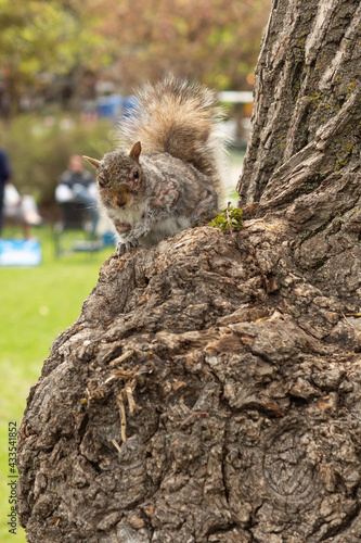 sick skin squirrel with various rashes  photo