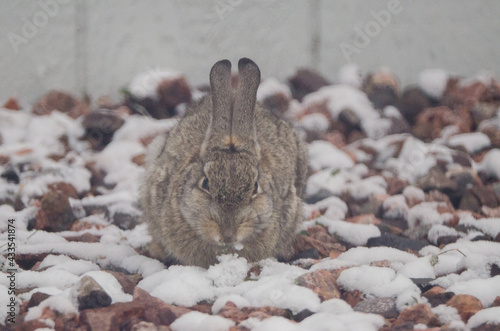 A rabbit finds food in the snow and rocks.