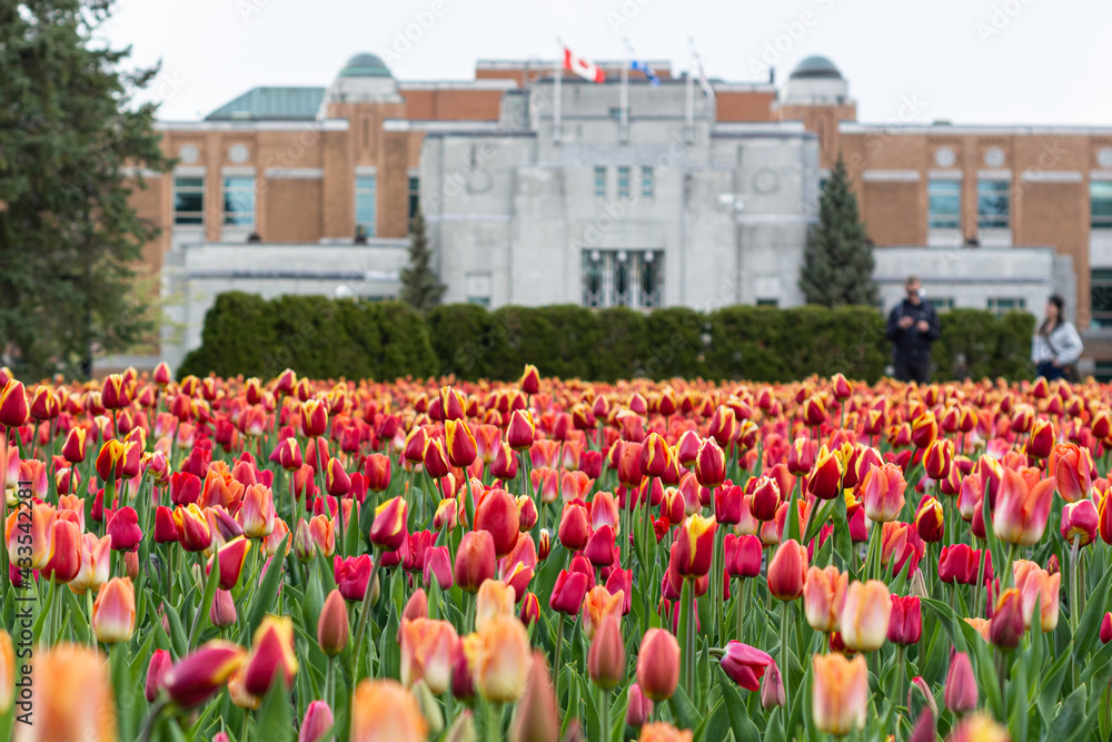 tulips in all their splendor at the beginning of the north american spring in canada