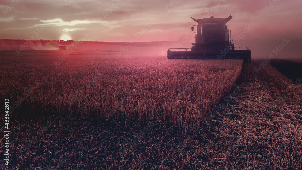 Fototapeta premium Mechanized harvesting of grain in an agricultural field. Bright, evening, summer landscape with a combine harvester at sunset. Idyllic rural background, wallpaper. Selective, soft focus. Tinted photo.