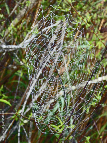 Early Morning Spider Web In The Everglades