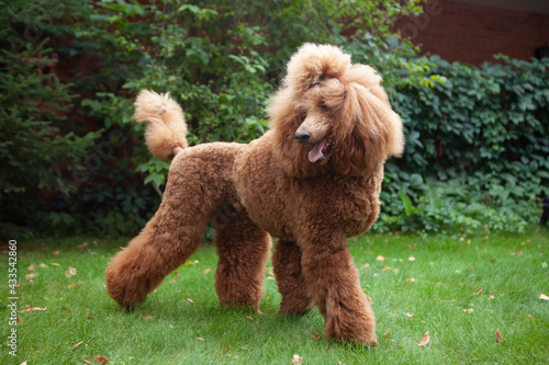Foto royal red poodle on the lawn