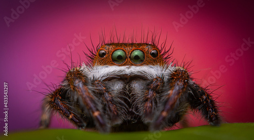 Super macro image of Jumping spider  © STay