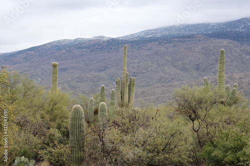 Saguro cactus  Saguro National Park Arizona photo