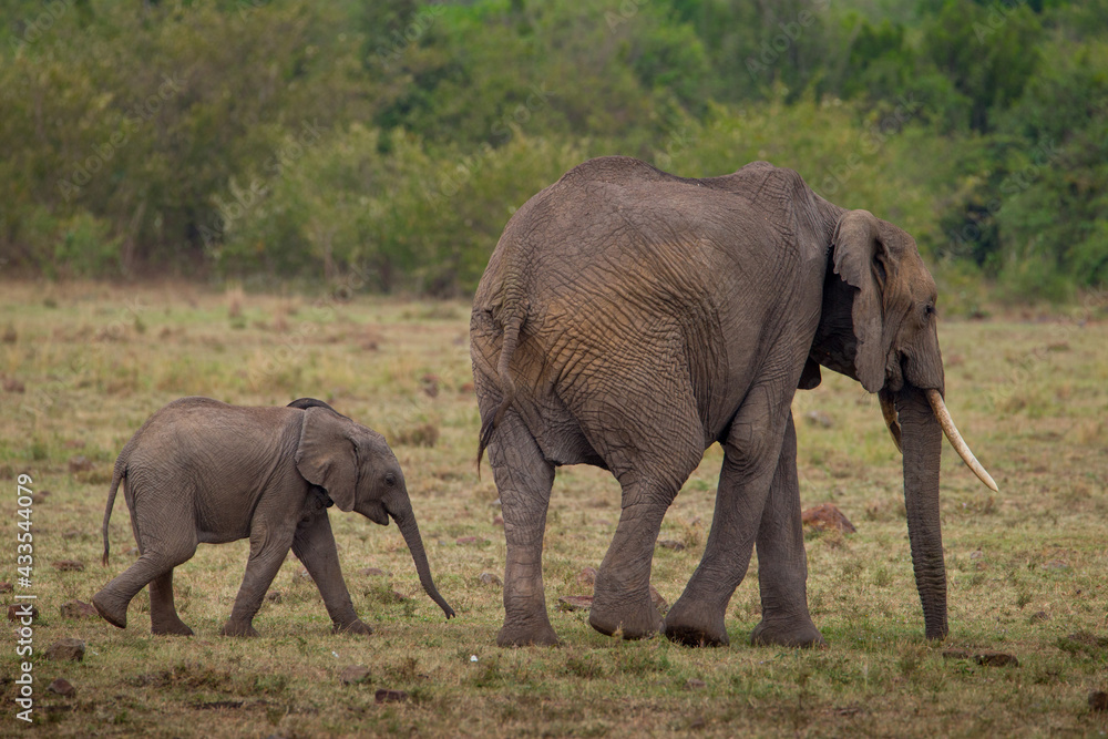African Elephant and baby