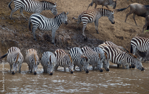 Great migration  Masai Mara  Kenya