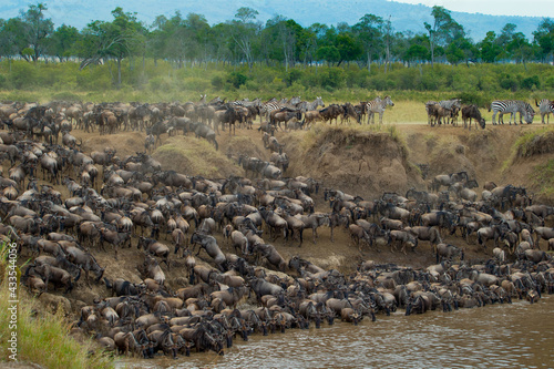 Great migration, Masai Mara, Kenya