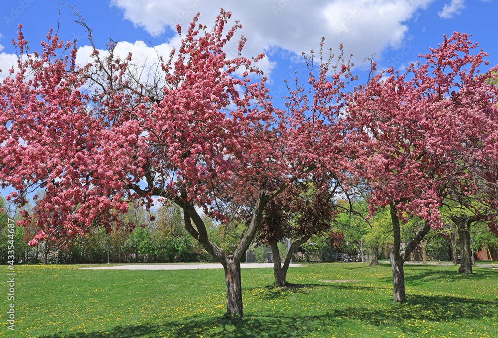 Park with colorful pink flowering trees in spring Park with colorful pink flowering trees in spring