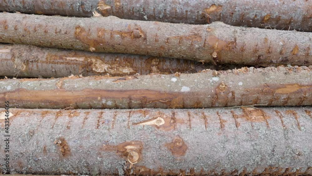 The look of the spruce tree logs on the ground with the gray color bark on the trunk The look of the spruce tree logs on the ground with the gray color bark on the trunk
