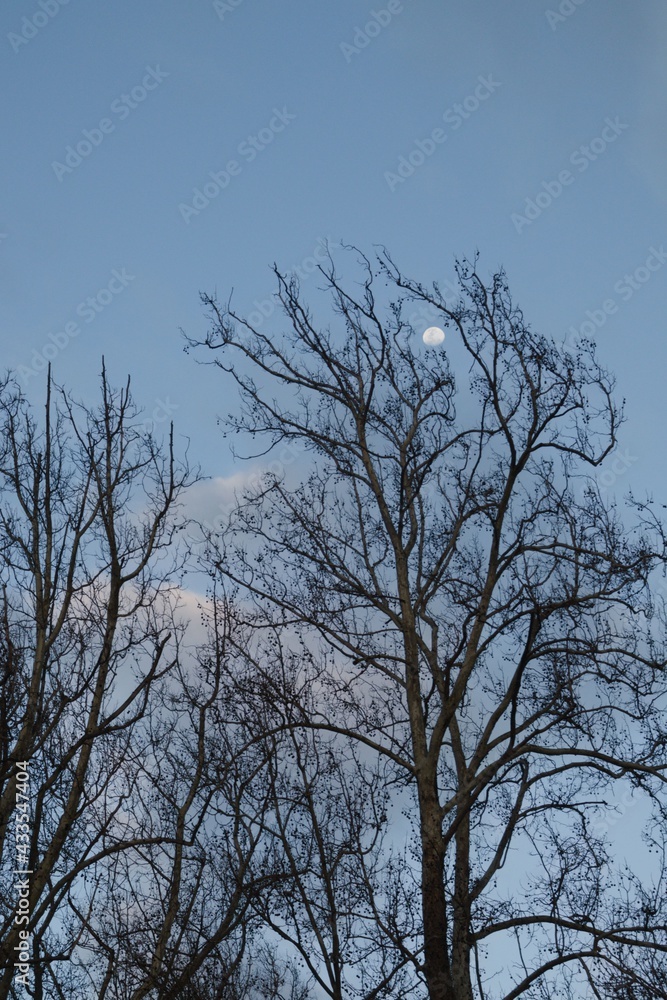 Luna sobre ramas Luna sobre ramas