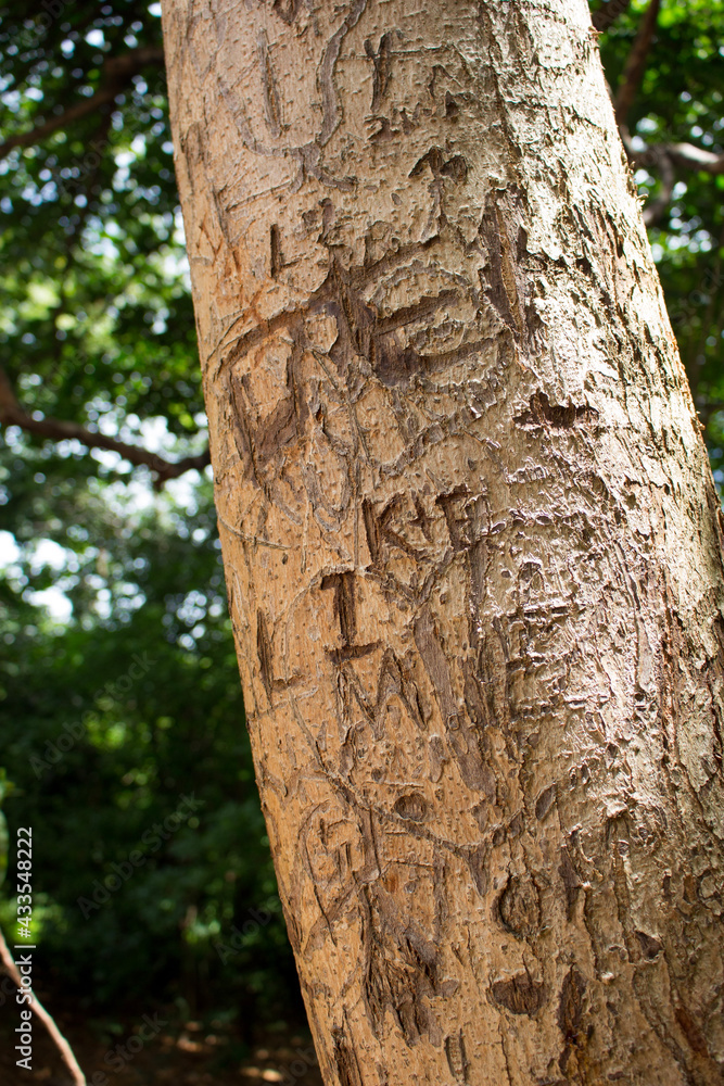 trunk of a tree