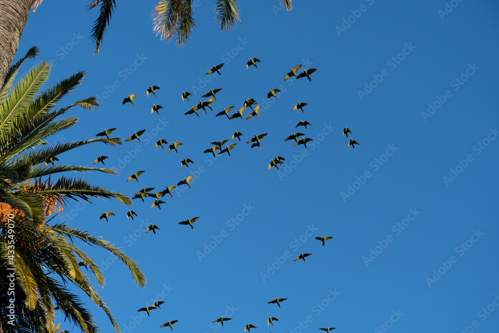 Flock of parrots flying cervca of a palm tree Flock of parrots flying cervca of a palm tree