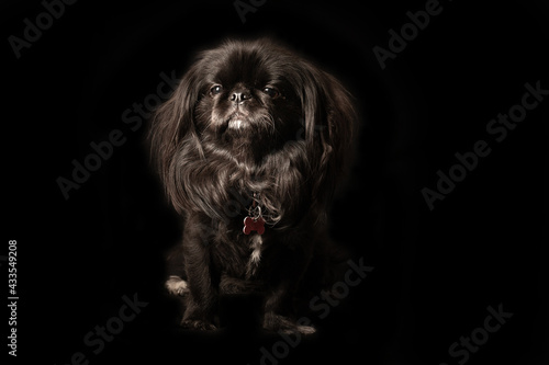 Black Pekingese on black background