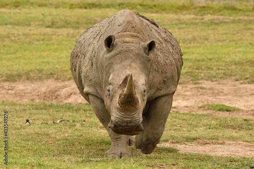 White Rhinoceros