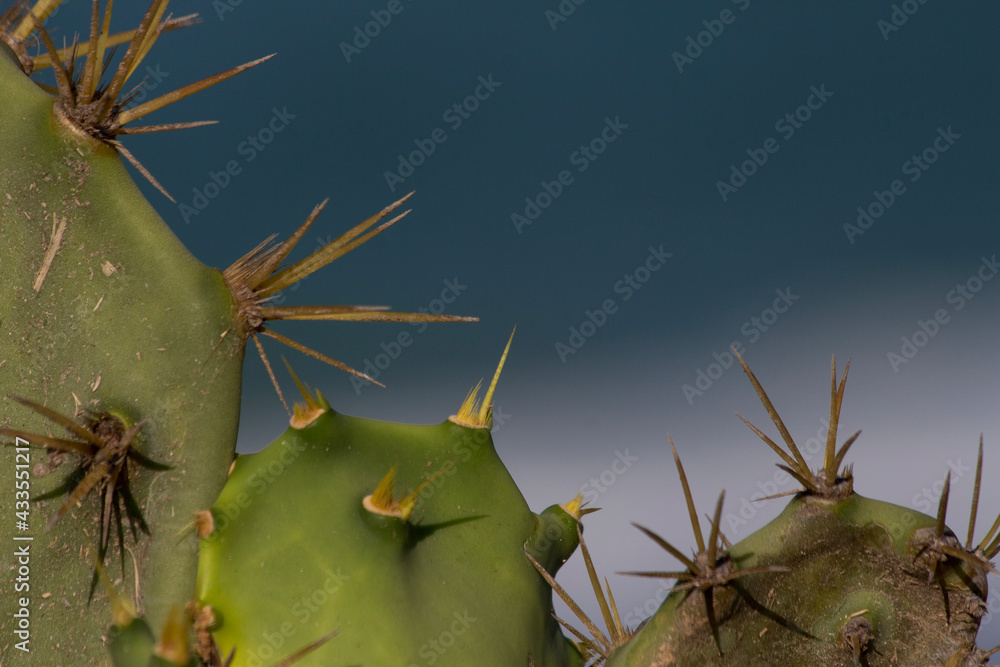 cactus close up