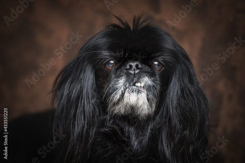 Close up photo of Black pekingese dog in studio