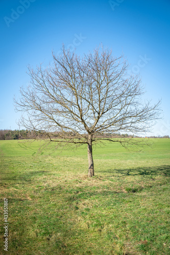 Lone tree in the meadow