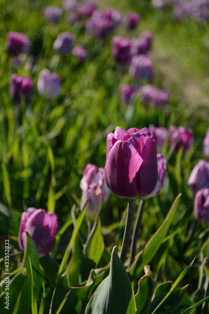 Obraz premium Purple tulips grow in the spring in the field