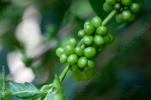 Arabica Coffee beans on tree